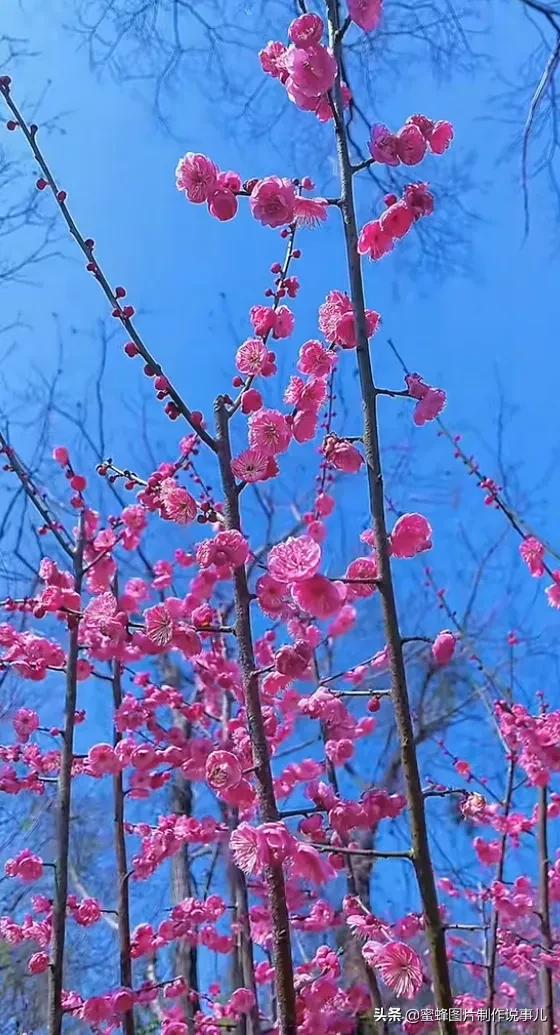 在心里种花，人生才不会荒芜，藏不住春的爱意