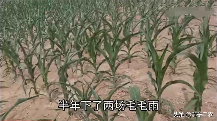 山東農(nóng)民收割小麥，0.9畝地收獲201斤，機收費110元，啥原因？
