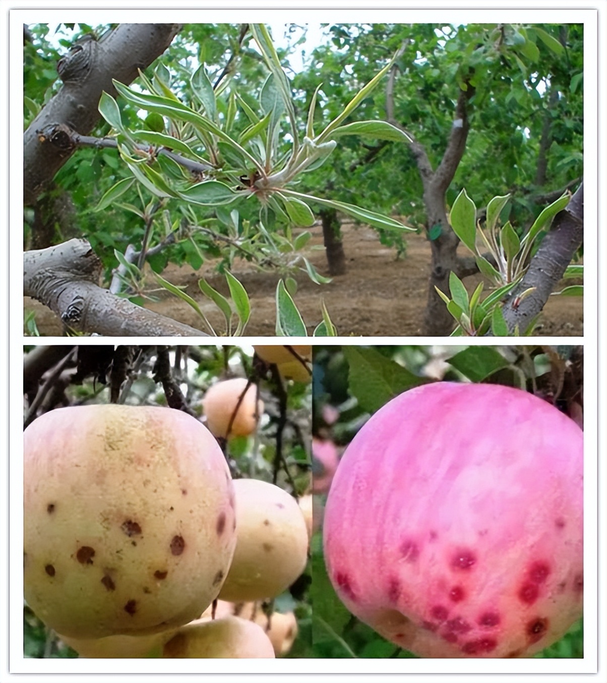 酵素農(nóng)業(yè)技術(shù)：不同作物缺鈣癥狀及酵素菌肥防治技巧