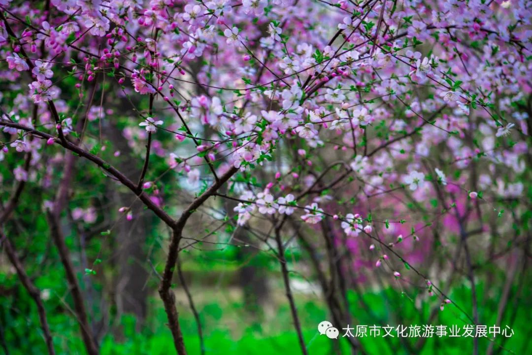 线上展览|“山河春意 锦绣太原——花的世界”主题摄影线上图片展（二十一）