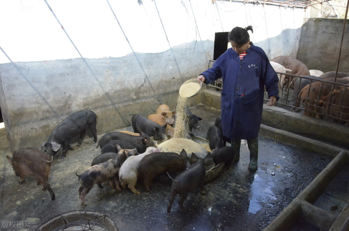 12月3号，养猪人卖猪的价格