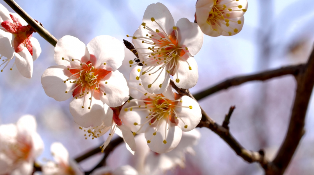 看完这篇文章，终于可以说一句：你好，南京的春天