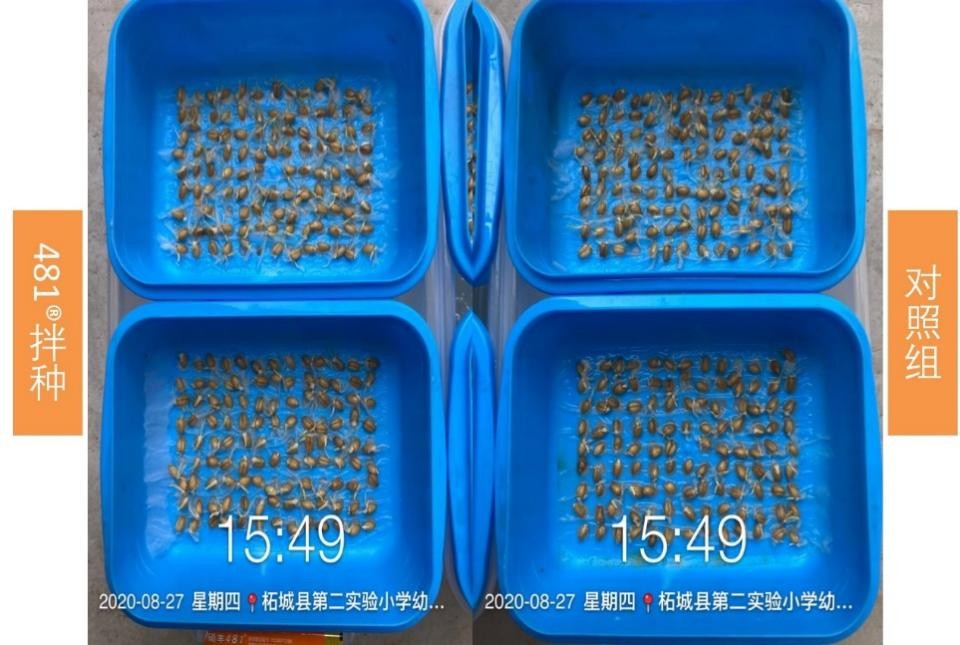 碩豐481,碩豐481蕓苔素