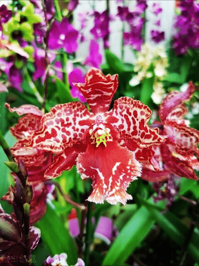 一花一世界，金牛辞旧迎虎来，鲜花带“虎”送祝福，新年幸福满满