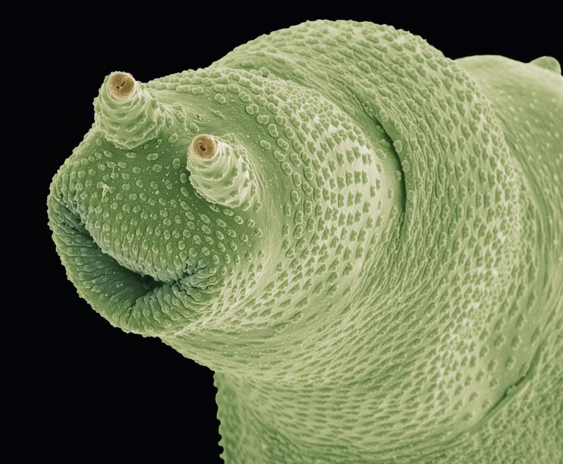 bdelloid(在世界各地的淡水栖息地发现的轮虫)通过电子显微镜看到