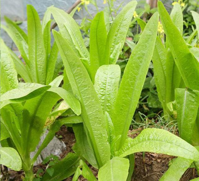 五月份种植什么农作物（5月快种上6样青菜鲜美又营养）