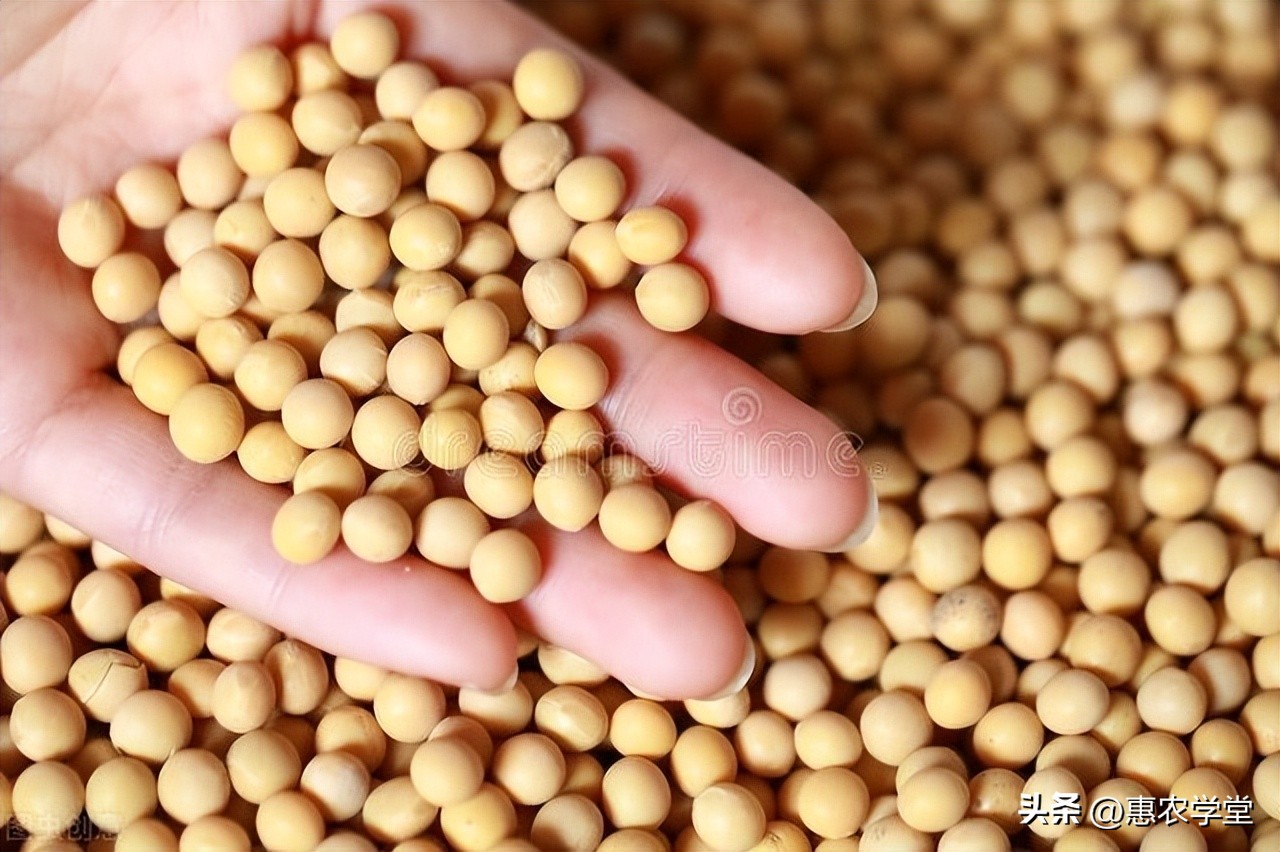 现在大豆市场价格多少钱一斤？附：2022下半年大豆价格行情分析