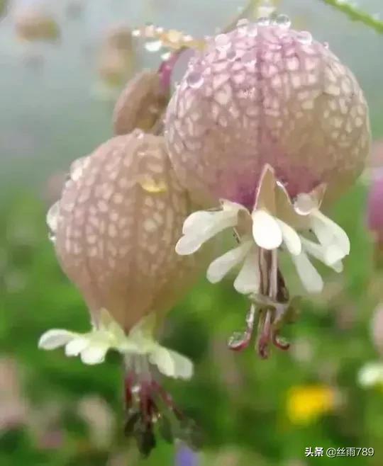 “置身一片花海，静享一世花开”。这些漂亮的花，你喜欢吗？