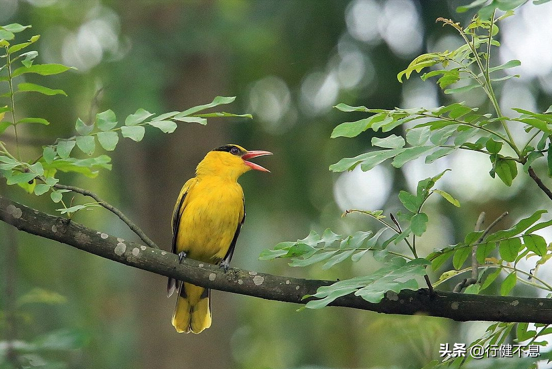 关于飞鸟的诗句唯美