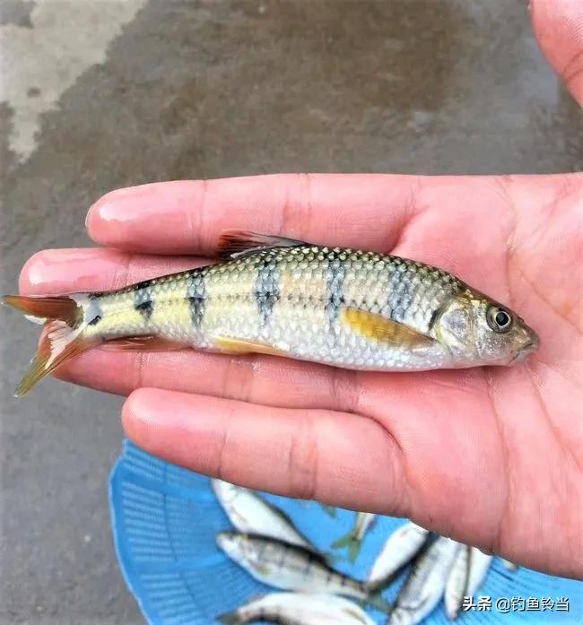 溪石斑属于小个体的鱼类,它是水质好坏的"检测机器",只有在水质清澈