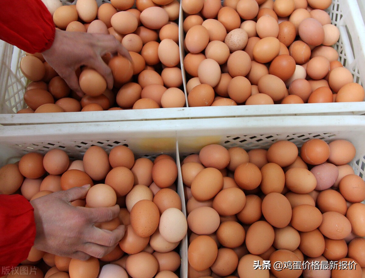 2021年河北鸡蛋价格最新行情，全国鸡蛋价格汇总表