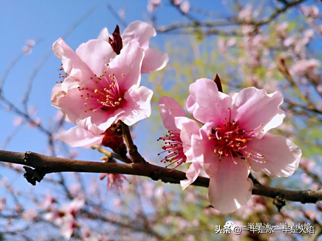 随笔：人间三月桃花开