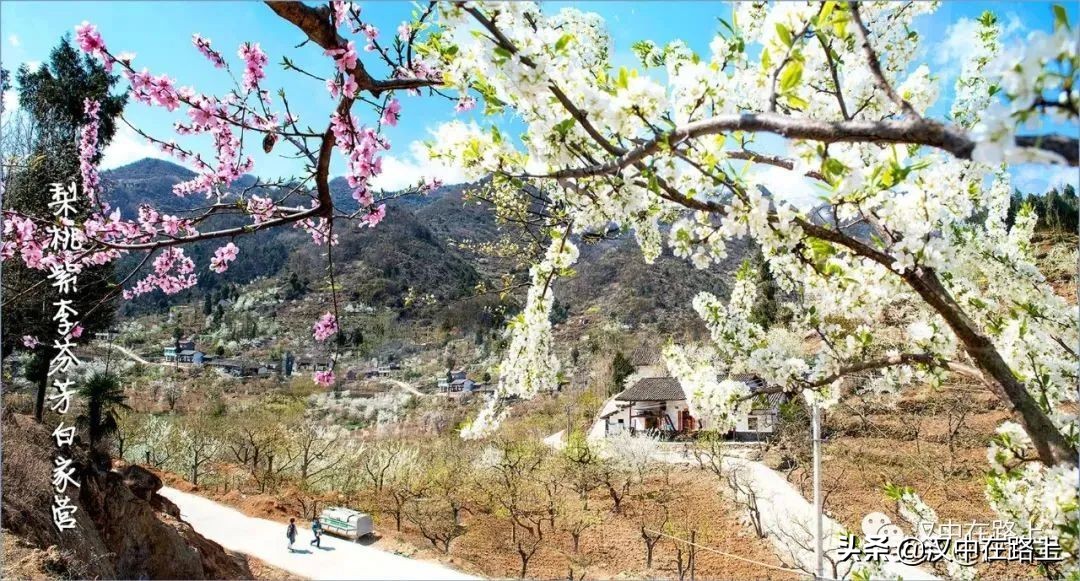 全部免費(fèi)！漢中鄉(xiāng)村賞花攻略出爐！妥妥安排