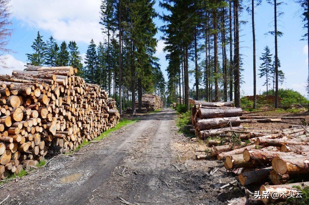 俄罗斯木材今日价格，俄罗斯木材进口价格表