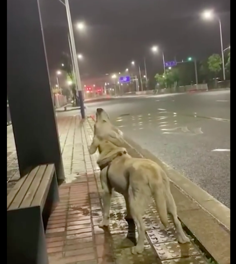 流浪狗仰头在喝雨水，不服命运努力活下去的样子让人疼，结局很暖