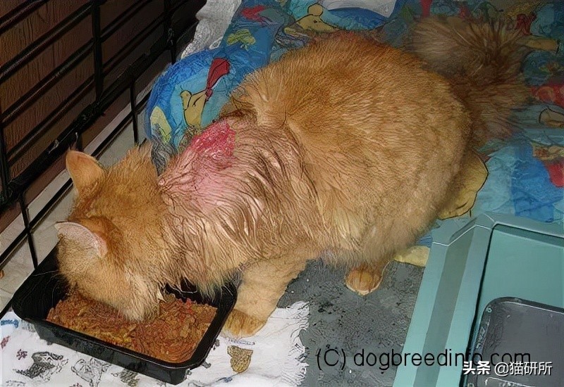 警惕猫咪冬季冻伤！急救指南在这里…