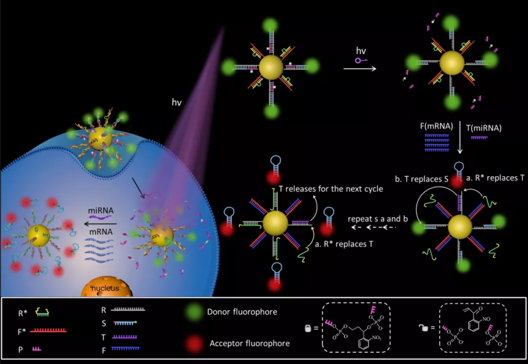 湖南大学研发新型DNA纳米机器,攻克靶标分子无法检测等难题