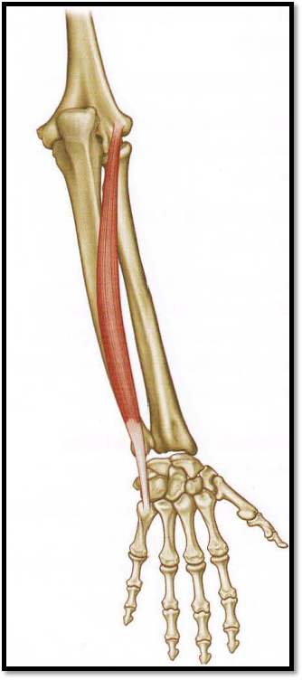 高尔夫肘需要注意的肌肉:桡侧腕屈肌,短伸肌