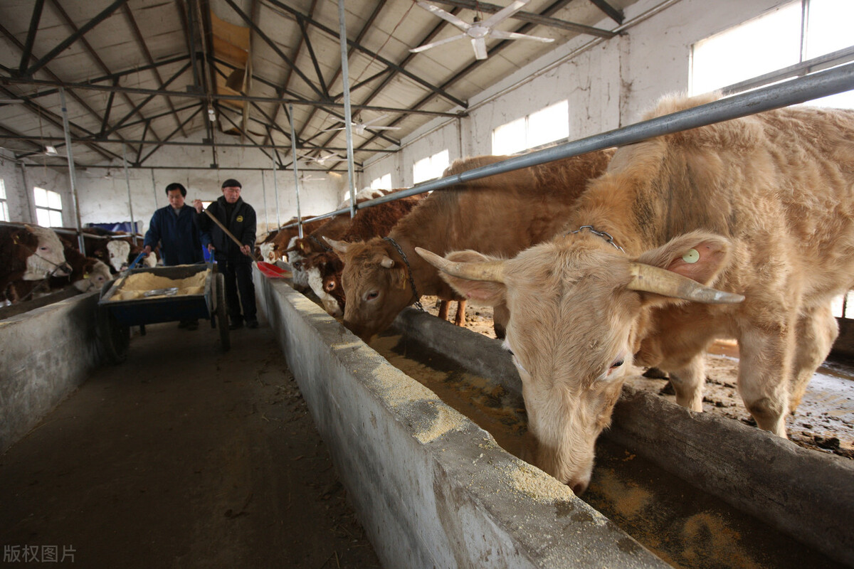 牛价丨2月24日 肉牛价格行情更新了！你所在地区牛价如何？