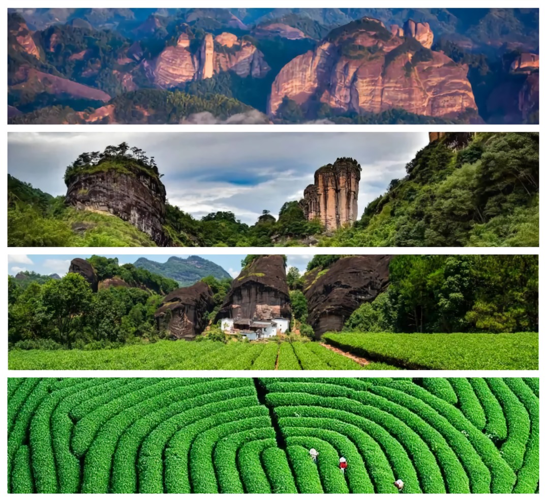 武夷山桐木关茶叶价格武夷山下的桐木村