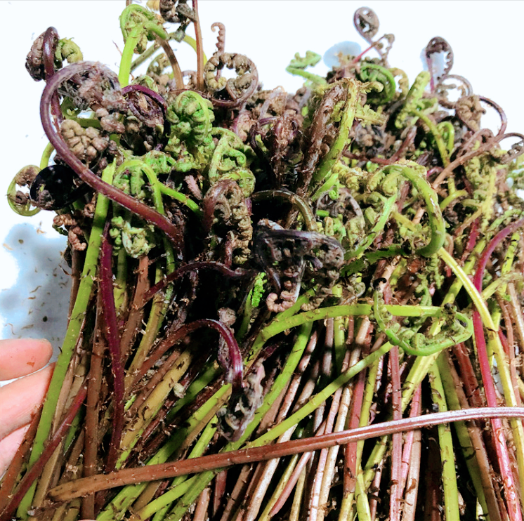 发苦的蕨菜,吃了会不会中毒?