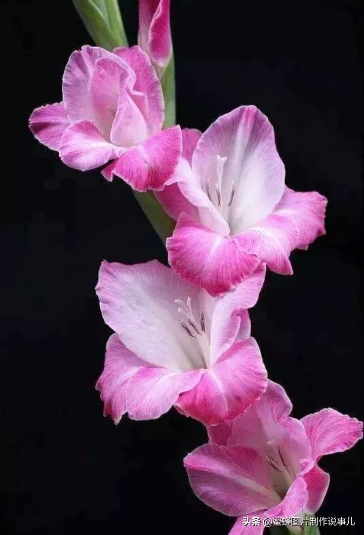 各种花卉植物，养在家里什么地方合适