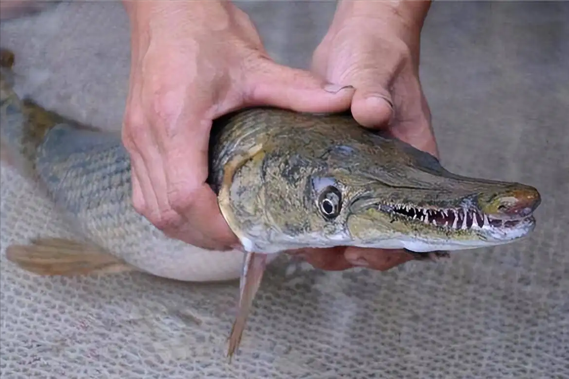 雀嘴鳝和鳄雀鳝图片(鳄雀鳝进入我国已有四十年,为何至今没有泛滥成灾