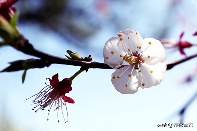 杏花落指的是什么（对杏花的简介与样貌介绍）