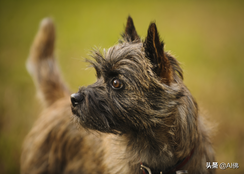 美国人评出排名前 63 最聪明的犬种