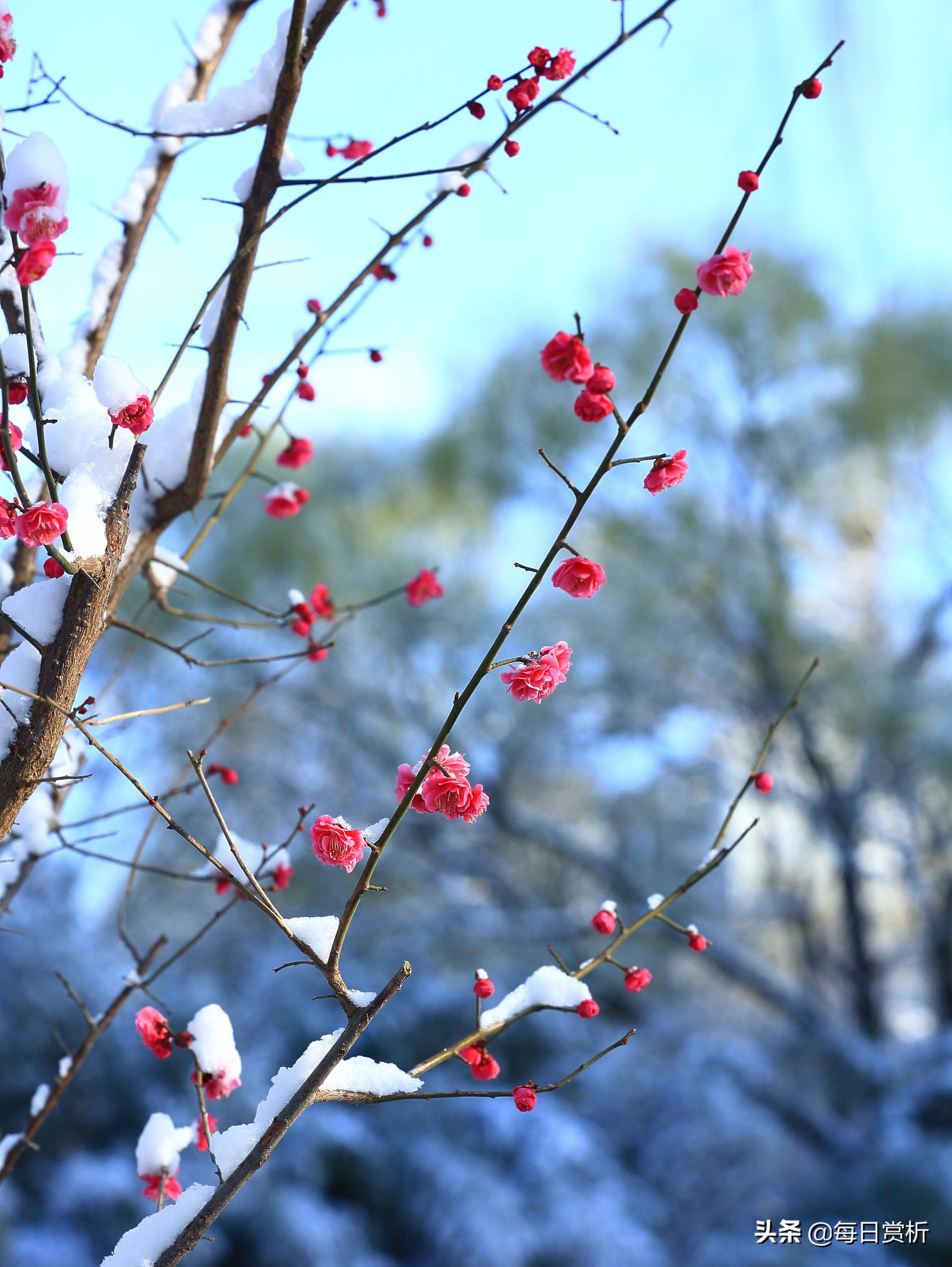 阳春三月雪,雪落枝头,佳片佳句