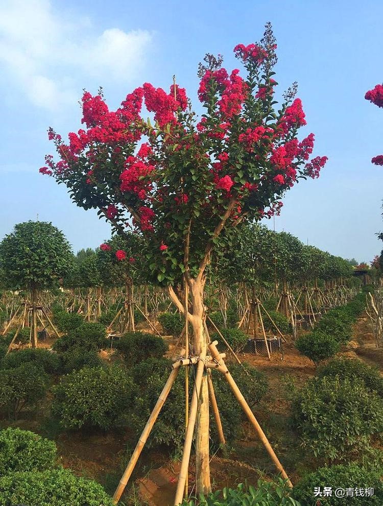 紫薇树苗多少钱一颗(紫薇属植物活体树干造型栽培方法) - 价格百科