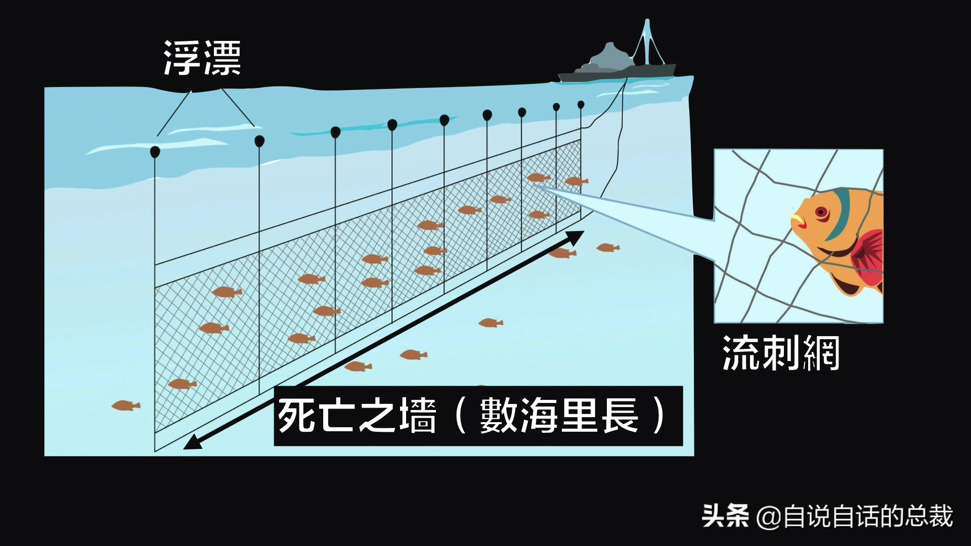 从4毛一斤到价比黄金，300万一条，40年来，大黄鱼到底经历了什么