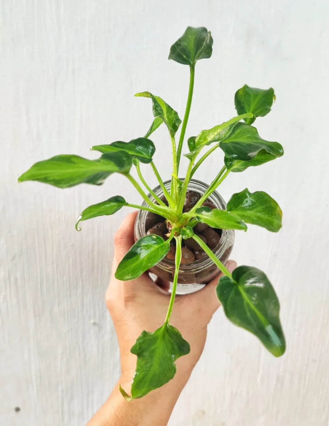 仙羽蔓绿绒春羽(适合布置园林景观的春羽)