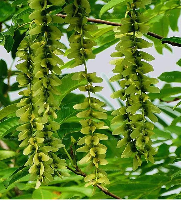 门前莫把杨树栽，树未发芽杨花开——柳树虽好，柳絮扰人