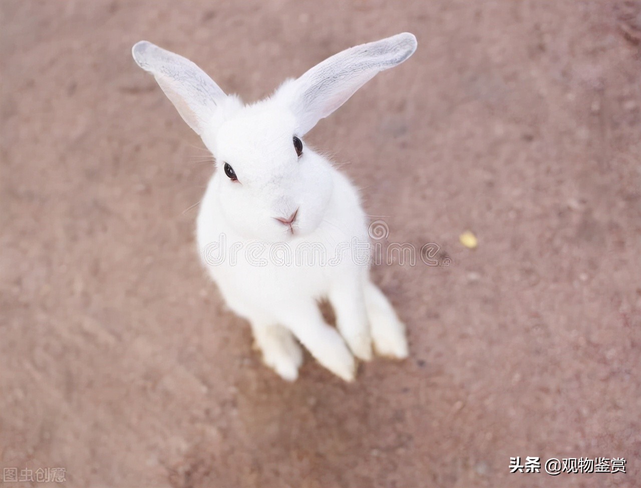 晚上找野兔顺口溜(兔子怎么跳顺口溜，兔子的动作活动有哪些？)