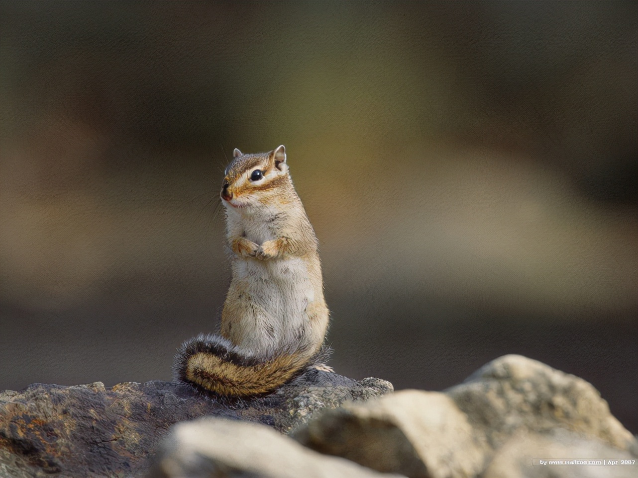动物的尾巴有什么作用 公鸡尾巴的作用-千百号