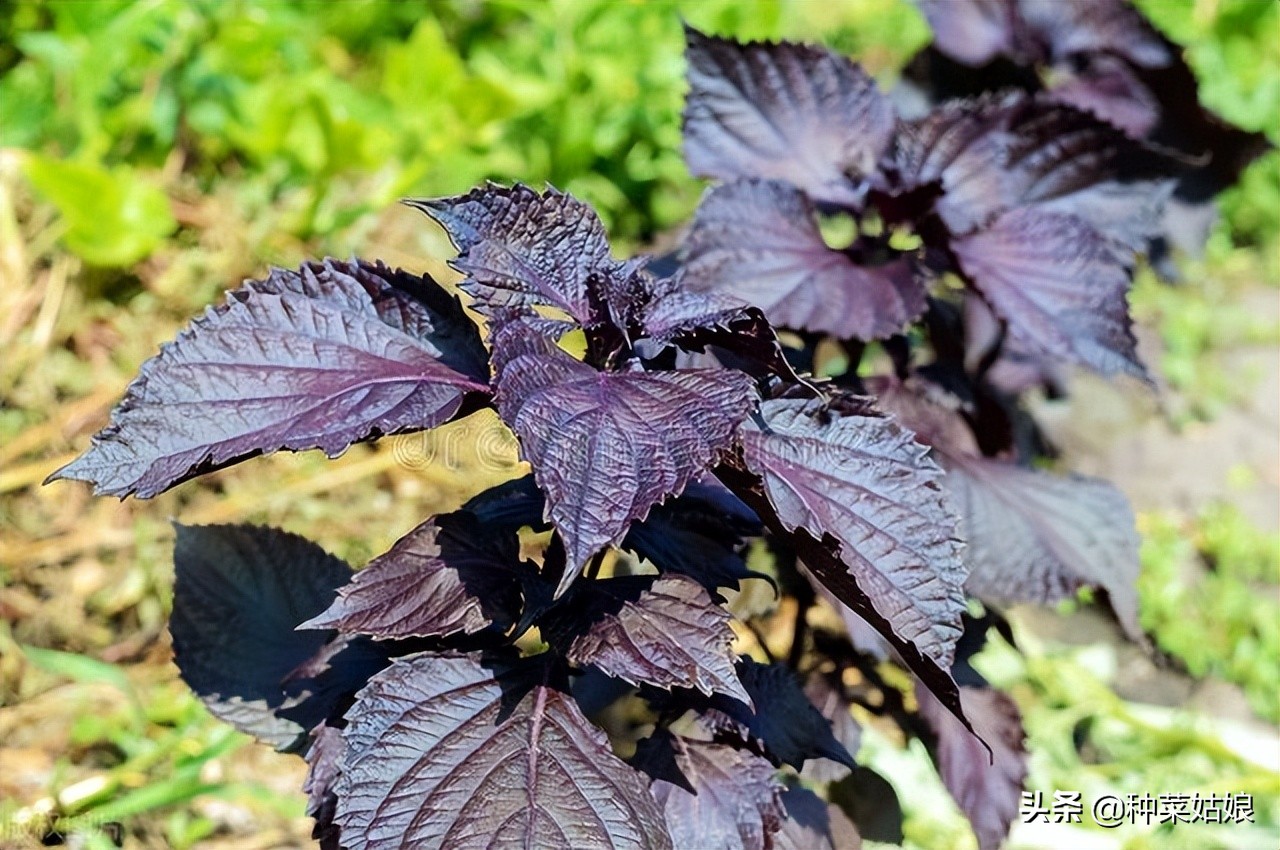 紫苏种植时间和方法（盆栽紫苏种植时间和方法）-悠嘻资讯网