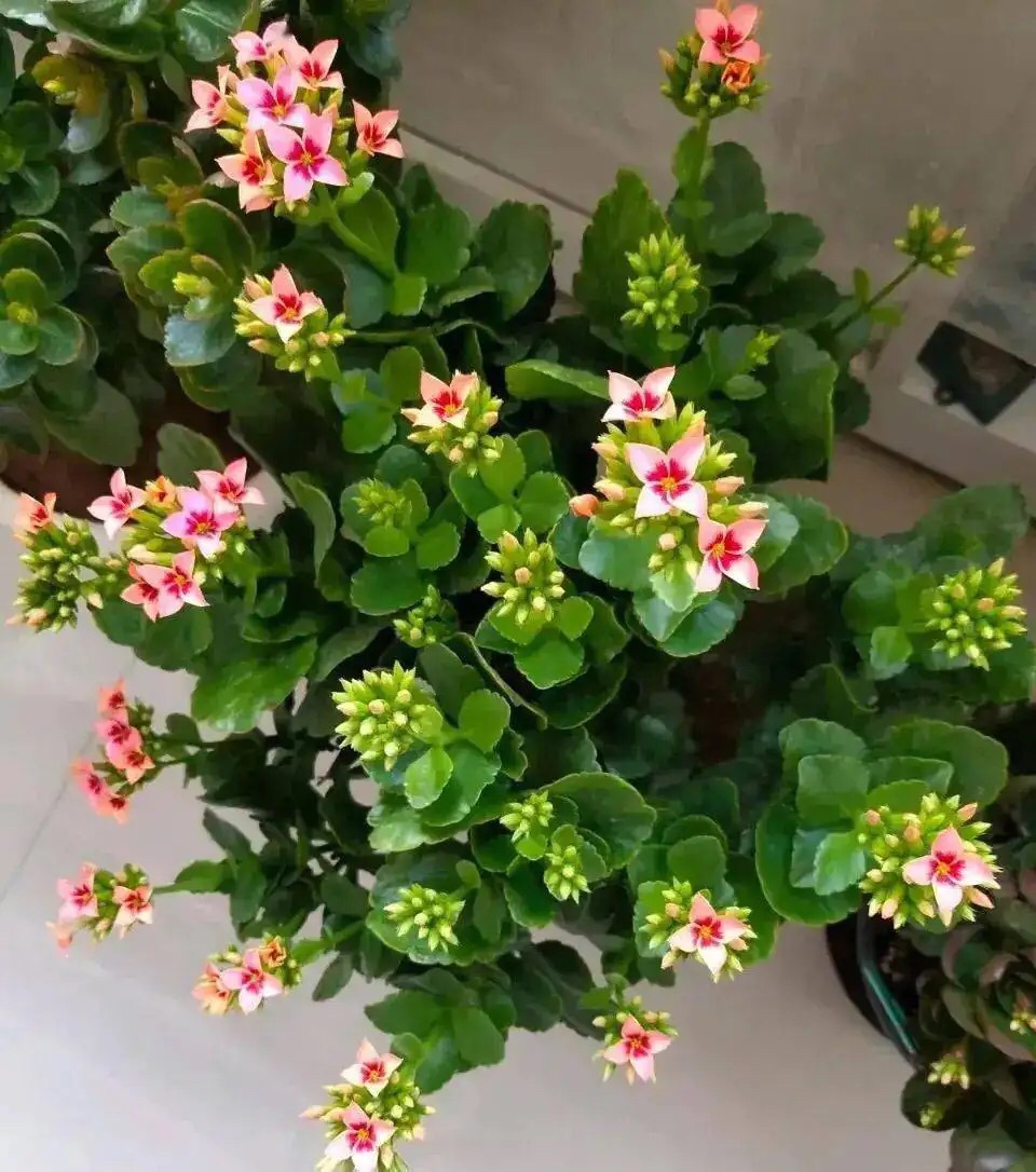 长寿花的扦插方法 长寿花二十年老桩图片-思宇生活