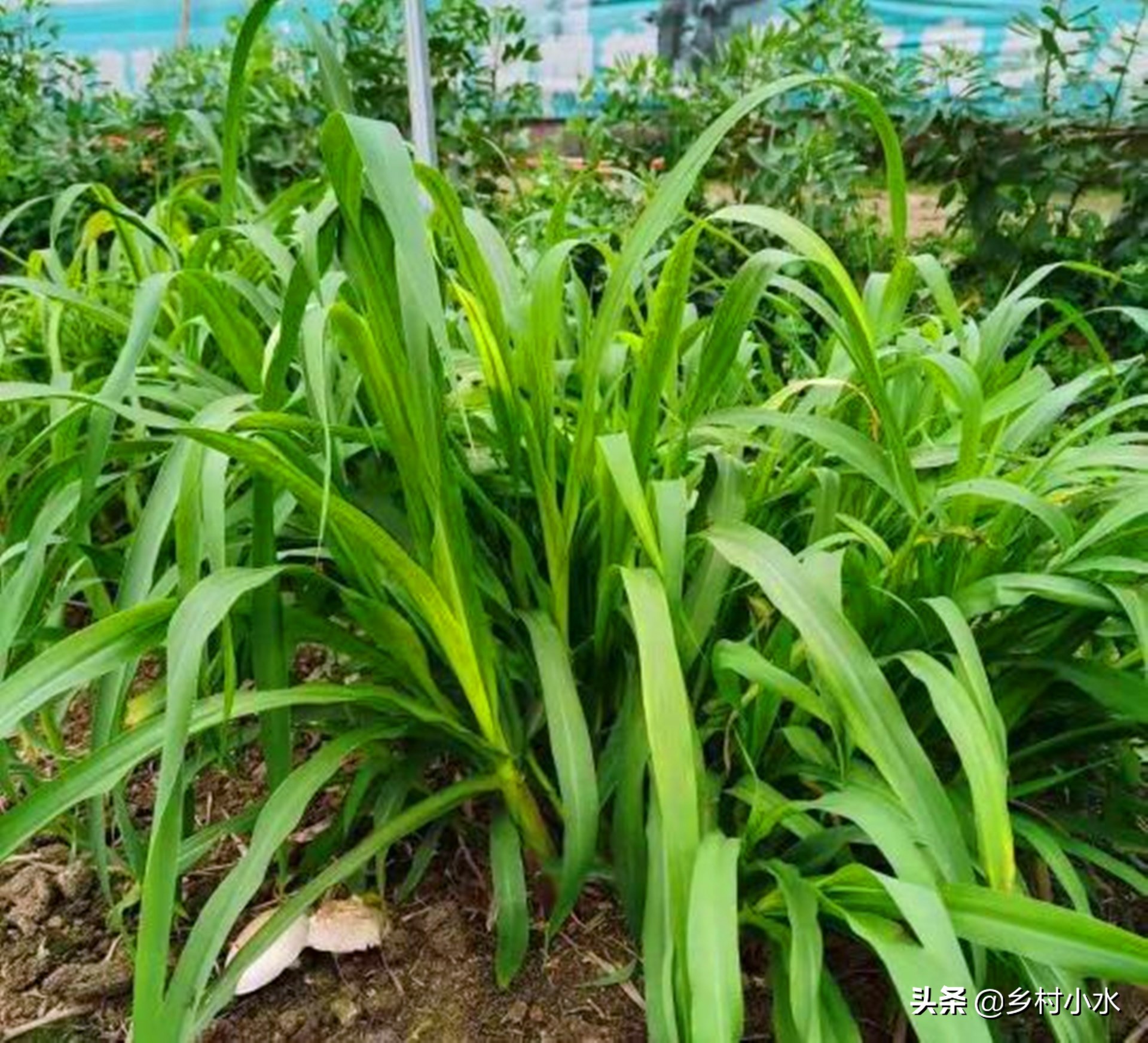 亩产30吨,种植一次能连续收割20年,金牧粮草被誉为"饲草皇后"