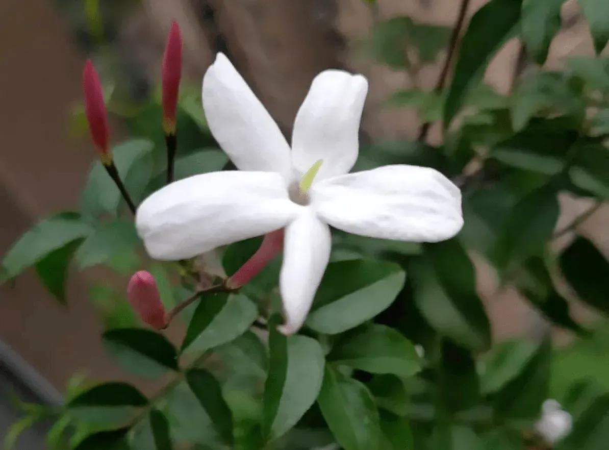 芳枝馥郁，仙气飘飘的素馨花