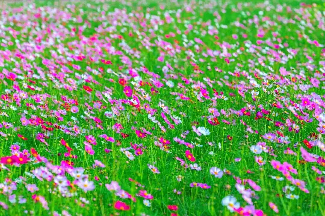 广州打卡必去的地方（广州浪漫的景点有哪些）