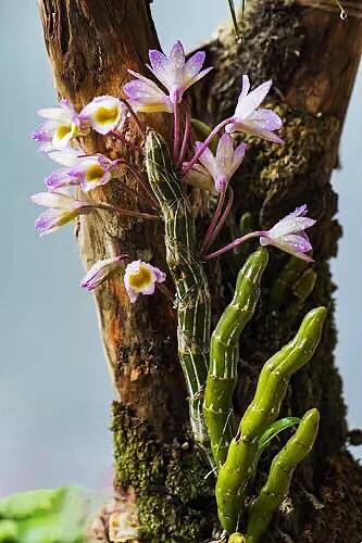 玫瑰石斛～茎悬垂，花姿优雅，玲珑可爱，花色鲜艳，气味芳香