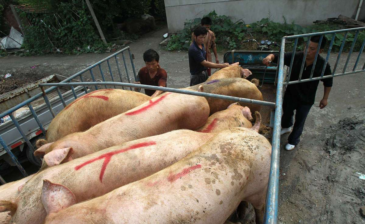 中国今日猪价多少斤（猪价格今日猪价多少）