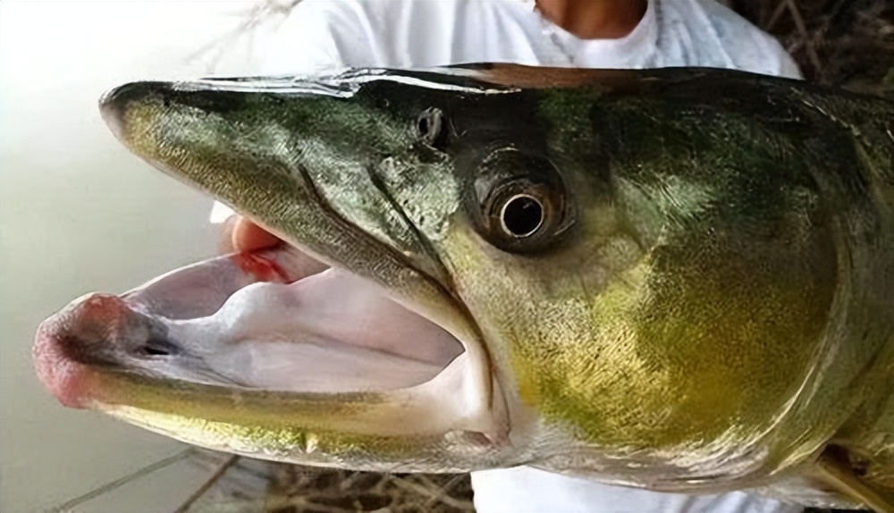 男子在湘江钓到一头1m长的"水虎",体重68斤-热门资讯