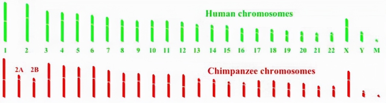 半兽人是什么意思(苏联欲研究“半兽人”部队，接近突破科学家却被流放，实验体成谜)