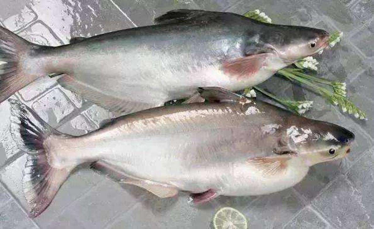 这么多鱼，究竟要怎么选？营养师：吃比选更重要，不建议4种吃法