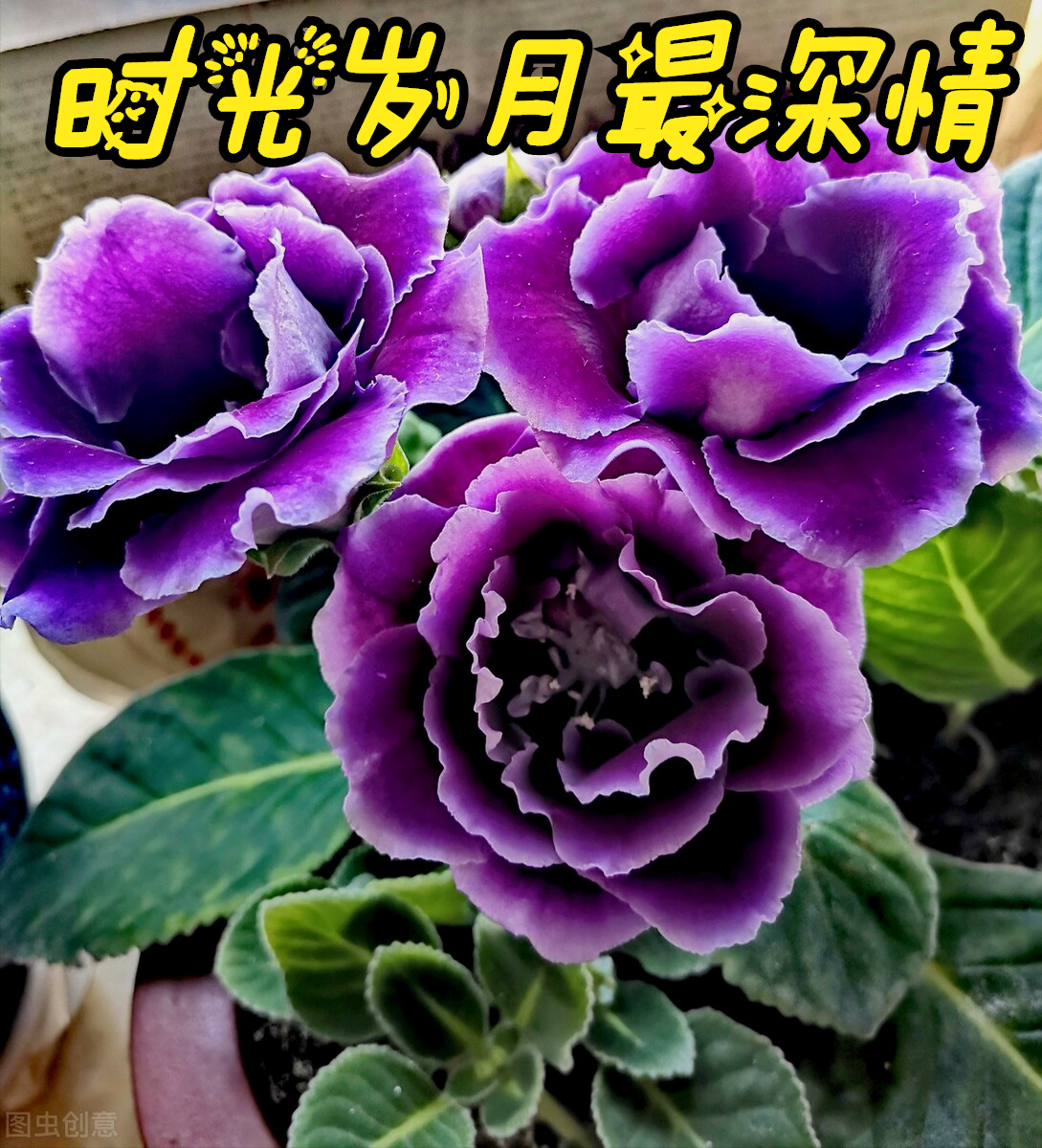 一花一深爱，十里春风花盛开，时光岁月最深情，素心从容笑如花