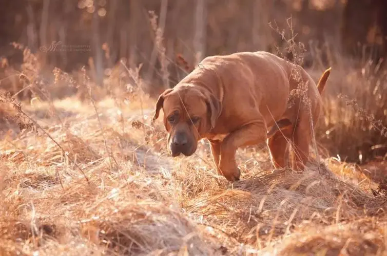 见到一定绕道走！地表战斗力爆表的12种猛犬，一獒战三狼战狮子？