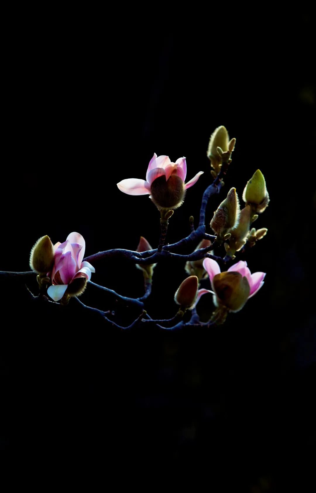 以花為媒，赴一場(chǎng)春日之約！