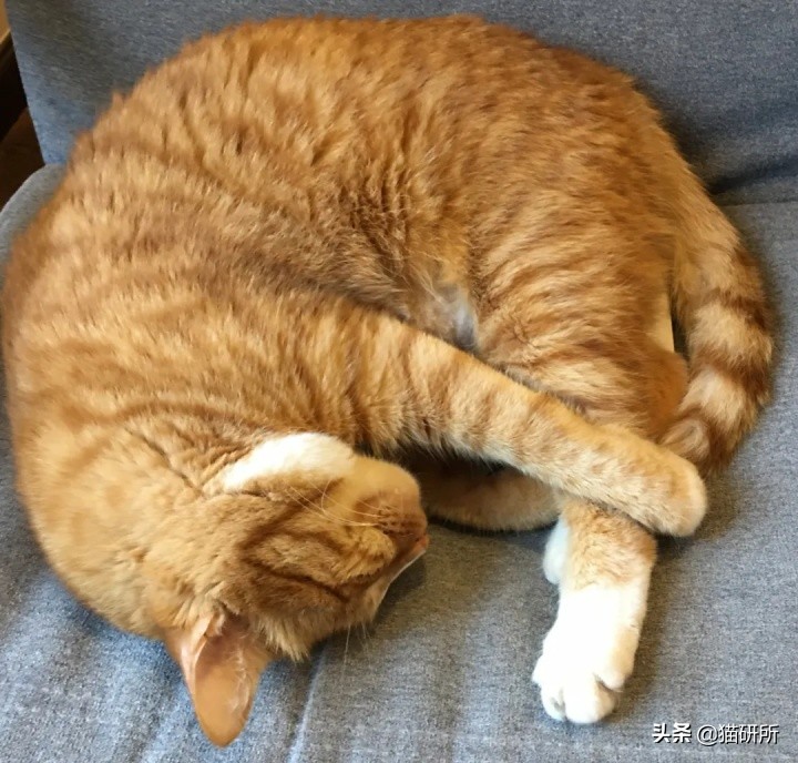 猫咪半夜蹦迪，如何友好地将TA请出卧室